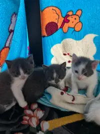 Kittens/cats for sale 