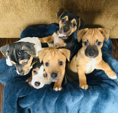 Jack Russell Puppies, View more