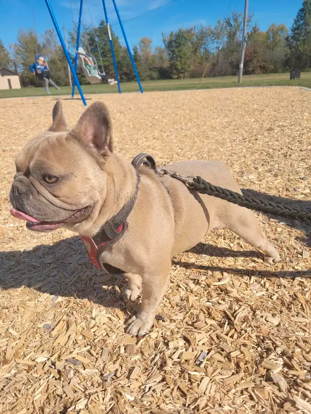 Quality French Bulldog Puppies in Dogs & Puppies for Rehoming in St. Catharines - Image 11