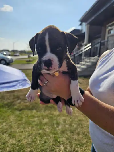 Pure Breed Boxer Puppies, View more