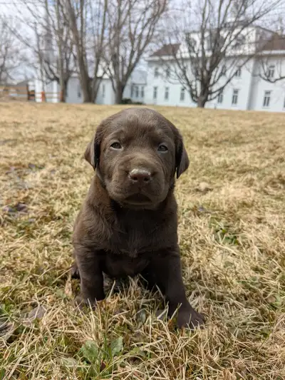 Labrador brun choco prêt à partir le 23-24 mai English below Chiots nés le 25 mars et seront prêts à...