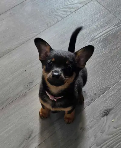 Corgi/Pin female- ready to go, View more
