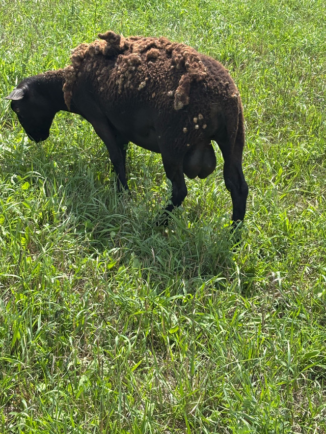 Katahdin Ram in Livestock in Peterborough