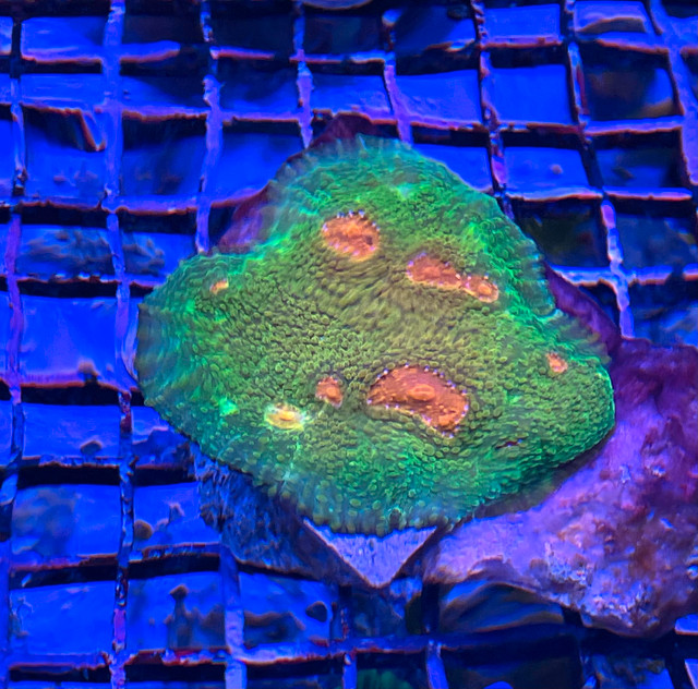 AFK Reef's Coral Patch in Fish for Rehoming in City of Halifax - Image 3
