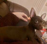 Beautiful Chocolate Chihuahua Looking For New Home