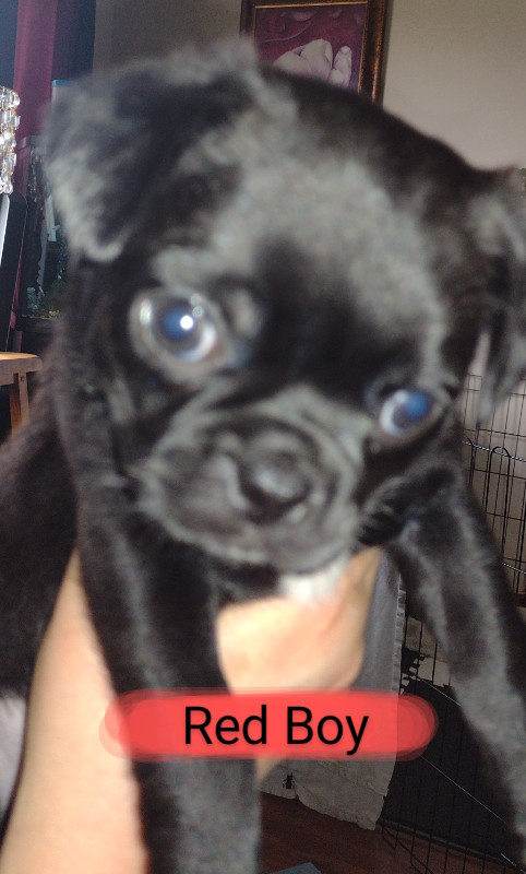 Adorable 1/2 Chihuahua 1/2  Pug (Chug) Puppies in Dogs & Puppies for Rehoming in City of Halifax - Image 3