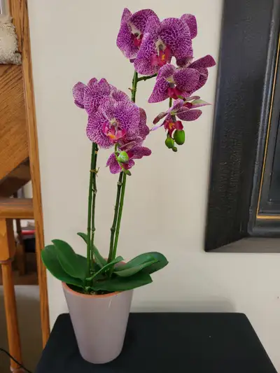 Beautiful faux 25-inch orchids are always in bloom in a glazed clay pot, a great addition to any roo...