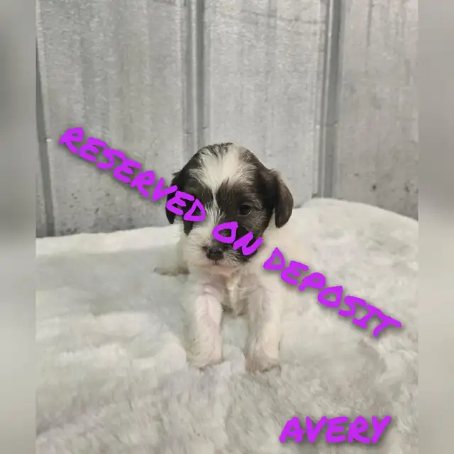 ADORADBLE SCHNOODLE PUPPIES in Dogs & Puppies for Rehoming in Edmonton - Image 5