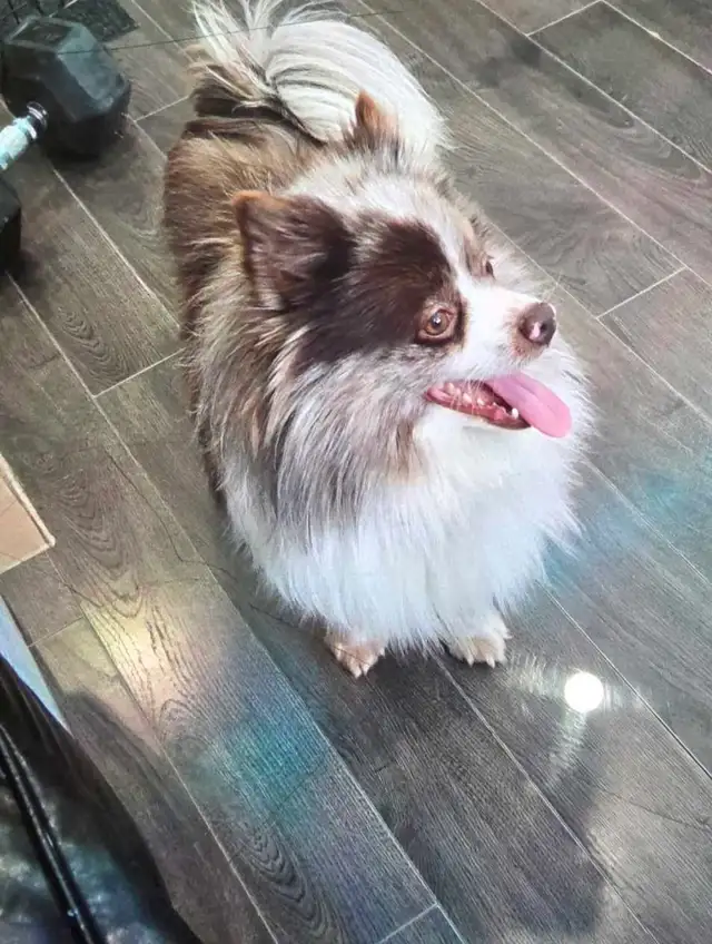 Male Pomeranien Merle/Chocolat in Dogs & Puppies for Rehoming in Laurentides - Image 3