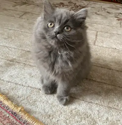 Female British longhair kitten, View more