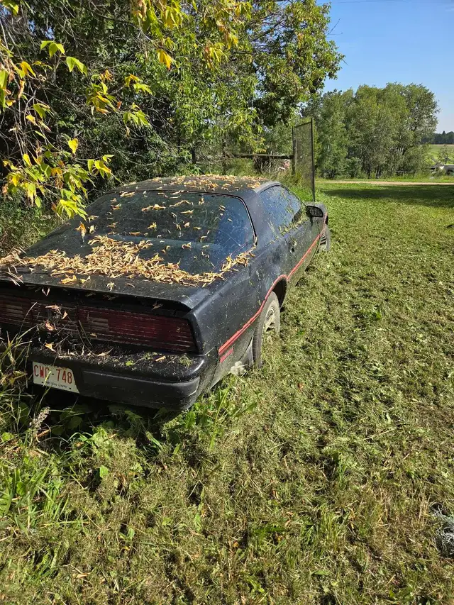 1985 Firebird 478192039258368004