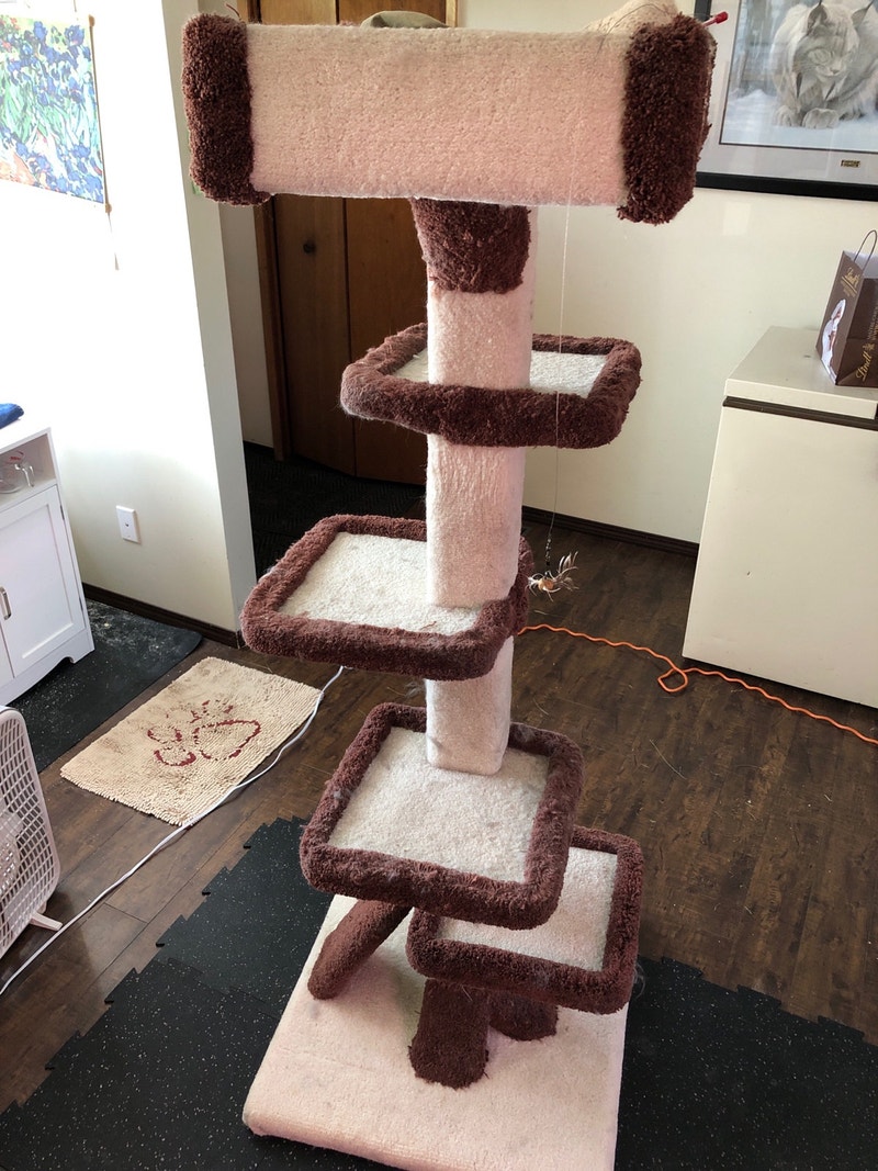 Large Cat Tree Accessories Calgary Kijiji