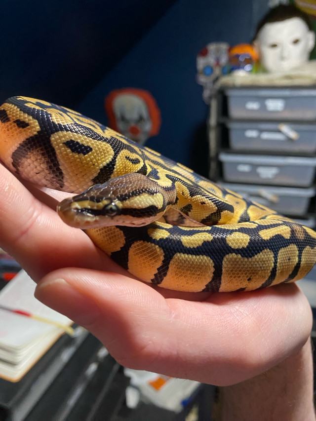 Pastel 100%het clown ball python  in Reptiles & Amphibians for Rehoming in Leamington - Image 4