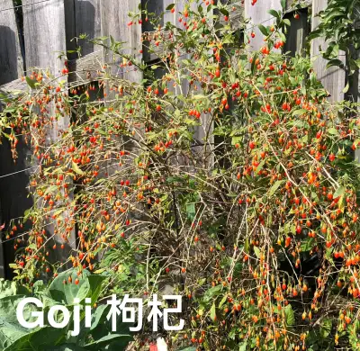 Superfood Goji Berry 枸杞 plants for sale, View more