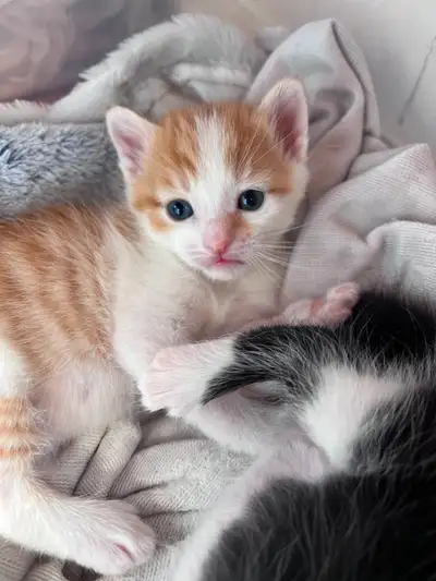 Siberian Cross with Calico Kittens!, View more