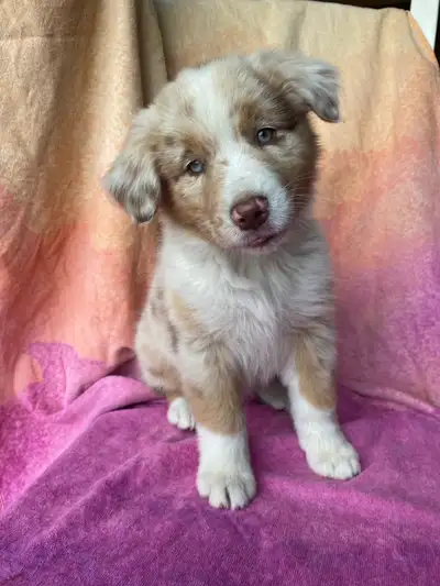 CKC Australian Shepherd Puppy, View more