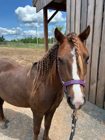 ISO companion pony, View more