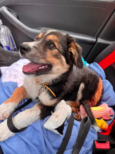 Australian Shepherd- German Shepherd- Border Collie Pups, View more
