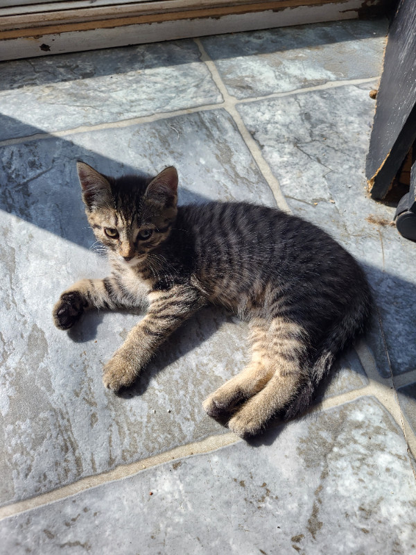 joli chaton dans Chats et chatons à adopter  à Saguenay - Image 2