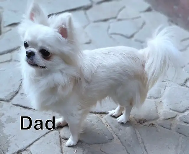Rare Long-Haired Chocolate Chihuahua Girl – Top Pedigree in Dogs & Puppies for Rehoming in Markham / York Region - Image 10