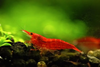Crevettes Fire Red