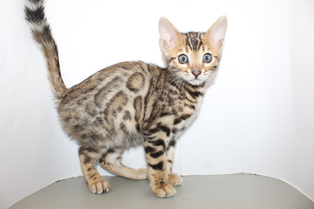 Registered Bengal Kittens in Cats & Kittens for Rehoming in City of Halifax - Image 4