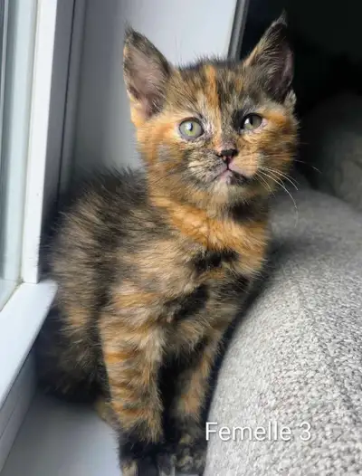 6 Mignons Chatons Prêts ❤️, View more
