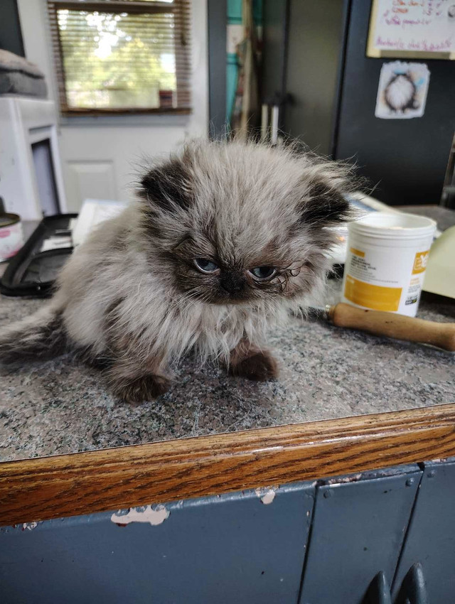 Ni himalayens dans Chats et chatons à adopter  à Saint-Hyacinthe - Image 2