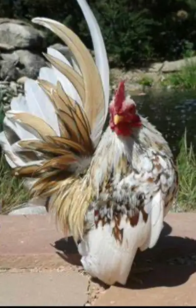 wanted Serama chicken , View more