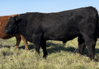 Galloway Cattle, Bulls and Females
