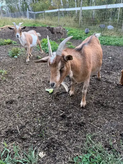 Pygmy goats, View more