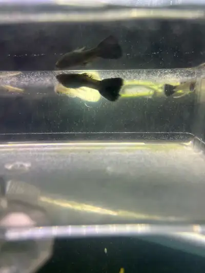Juvenile guppy Fry born March 27 Ish Black tails and green, cobras boys and girls Happy, healthy and...