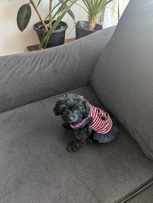 magnifique chipoo a vendre in Dogs & Puppies for Rehoming in City of Montréal - Image 5