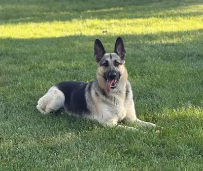 German Shepherd Dog - Male, View more