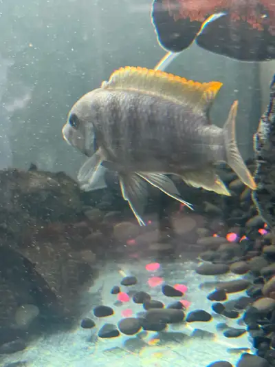 Boyfriend and I moved in together and we put his pleco in my tank and this little dude has some seri...