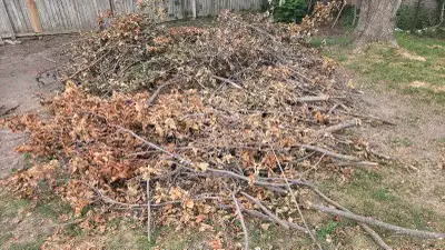 Tree removal.Yard cleaning, fall cleaning, View more