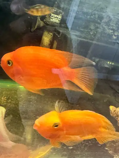 Blood parrot pair for sale.
