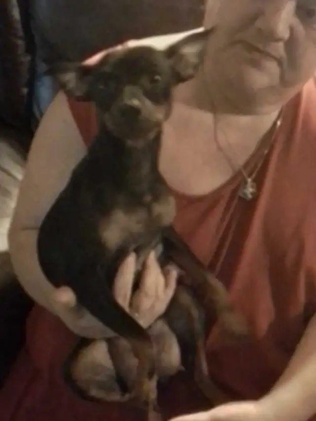 min pin puppies in Dogs & Puppies for Rehoming in Owen Sound - Image 5