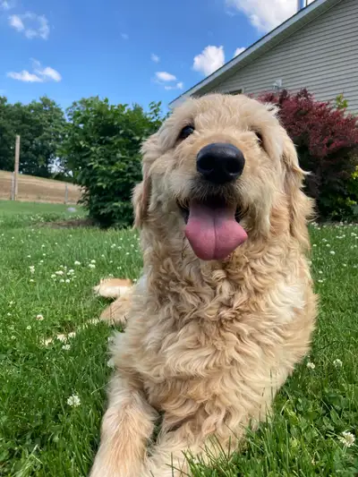 Adult F1 Golden Doodle, View more