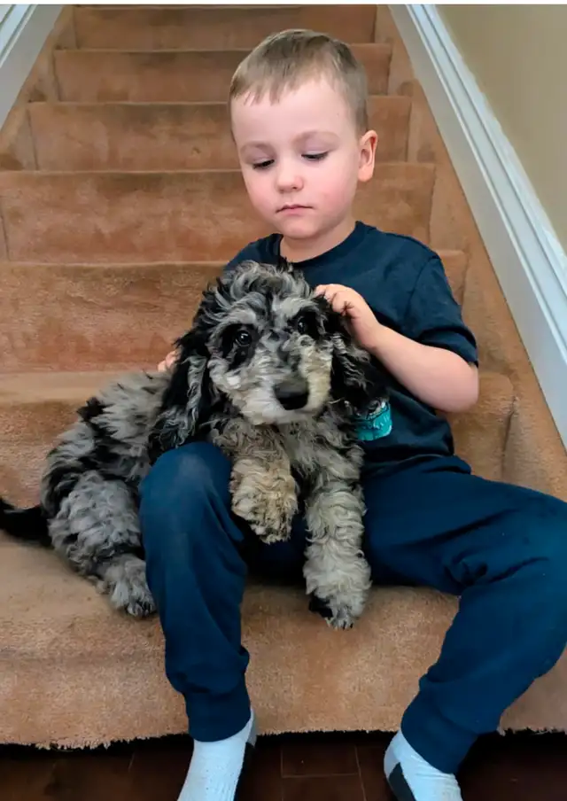 One  Merle  medium aussiedoodles  boy left! in Dogs & Puppies for Rehoming in Owen Sound - Image 8