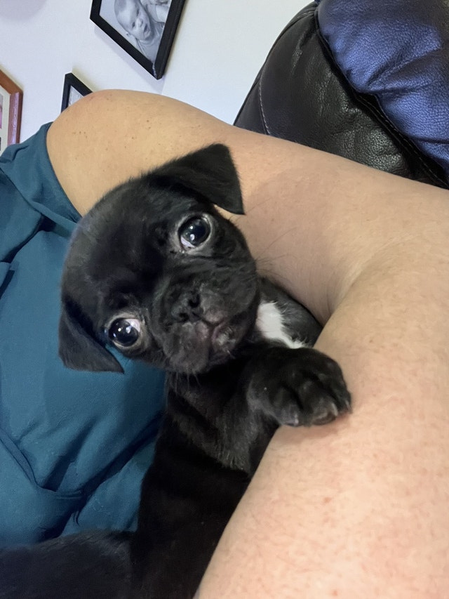 Only 2 little girls left. Sweet pug puppies ready to go. Dogs