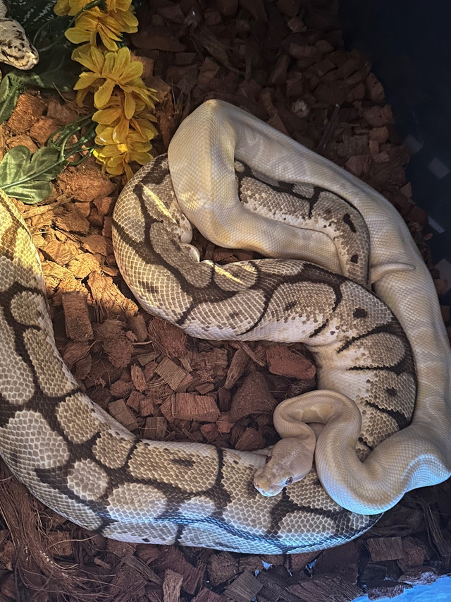 Male Lav Albino Ball Python  in Reptiles & Amphibians for Rehoming in Kawartha Lakes - Image 2