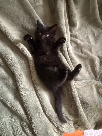  Adorable Black Siamese/Bengal Mix Kittens , View more