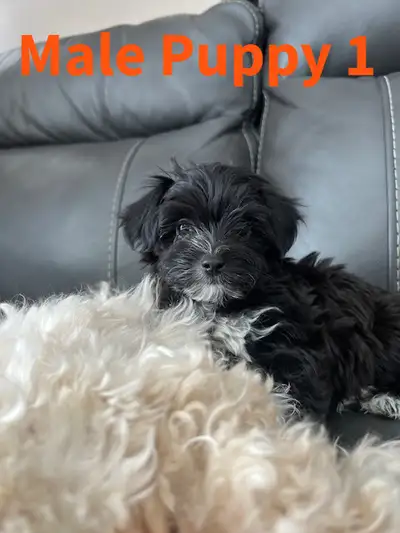 Morkie Puppies, View more