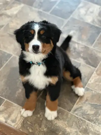 No cost. Our future little momma. She is a purebred bernese mountain dog. She is the sweetest, and s...