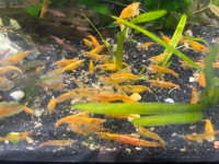 Orange Sunkist shrimp 