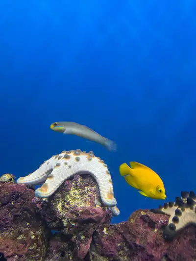 saltwater angel fish, View more