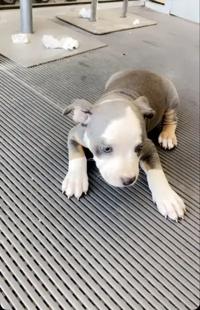 Puppy for sale 6 months, View more