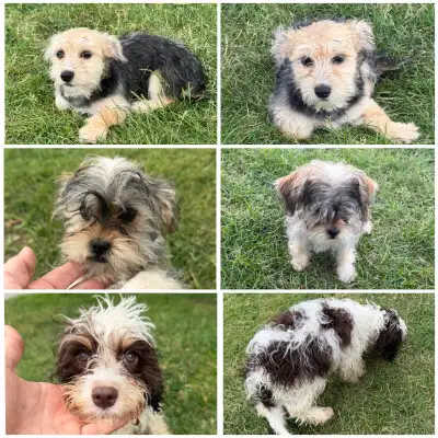 Morkie, Shorkie & Cavapoo Puppies, View more