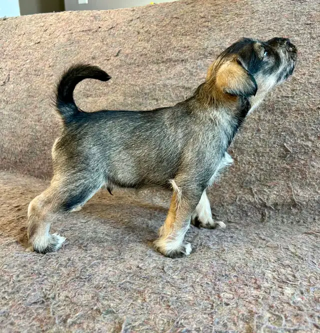 Miniature Schnauzer Puppies in Dogs & Puppies for Rehoming in London - Image 3